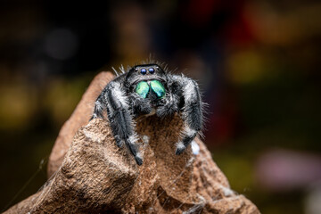 Regal Jumping Spider, Black White Green Spider, Selective Focus, Copy Space.