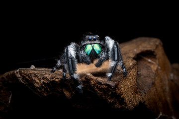 Regal Jumping Spider, Black Background, Selective Focus, Copy Space.