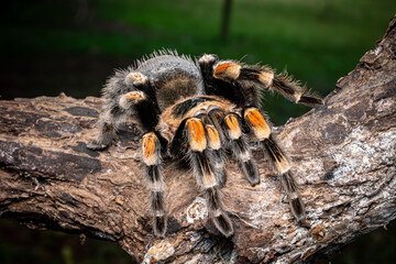 Red Knee Tarantula, Big Spider, Selective Focus