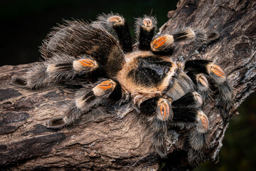 Red Knee Tarantula, Big Spider, Selective Focus, Black Background