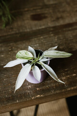 Young Philodendron Florida Ghost