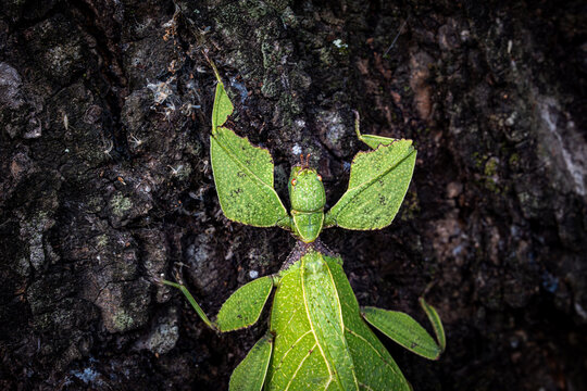 Green Leaf Insect, camouflaged leaf mimics ,Selective Focus