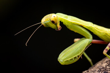Close Up Preying Mantis Face, Green insect, Isolated, Black Background, Selective Focus