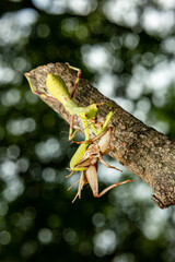 Peying Mantis, Hunt, eat, prey, Selective Focus, Bokeh Background