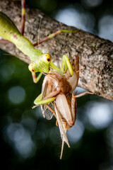 Peying Mantis, Hunt, eat, prey, Selective Focus, Bokeh Background