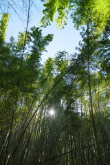 Fototapeta premium Lush, sunlight bamboo forest in Kyoto