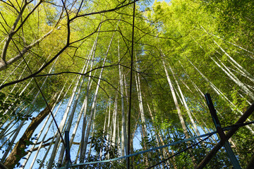 Fototapeta premium Bamboo forest in Kyoto. Natural green background