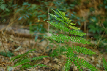 Fern Green leaves background,bamboo forest