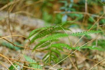 Fern Green leaves background,bamboo forest
