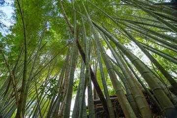 Bamboo forest in Kyoto. Natural green background