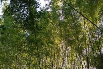 Lush, sunlight bamboo forest in Kyoto