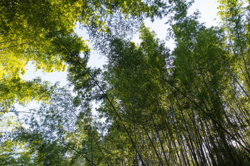 Green bamboo forest with sunrays and blue sky