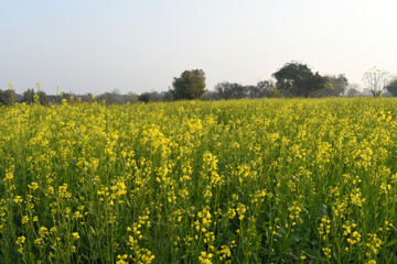 Fototapeta premium Mustard flower field is full blooming, yellow mustard field landscape industry of agriculture, mustard flowers closeup photo