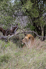 African lion in natural habitat, wild nature, lies resting in green grass bushes. Safari in South Africa savannah. Animals wildlife wallpaper. Kruger National Park. 