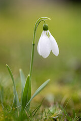 Snowdrop - Galanthus nivalis - first spring flower. White flower with green leaves