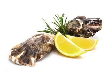 Fresh oysters with lemon slices and rosemary sprig isolated on white background.	