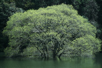 奈良の水没林