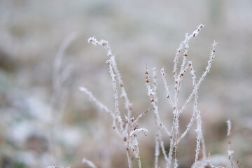 Frozen iced tree branches and leaves during foggy cold day. Macro closeup view. Icy twigs, grass covered by snow against winter forest. Plants in the wood at wet frosty weather. Nature landscape video