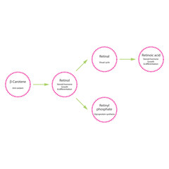 Diagram showing roles of  β Carotene, retinol, retinal and retinoic acid in the body - visual cycle, anti oxidant, glycoprotein synthesis and steroid hormone.pink color.