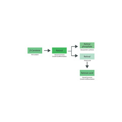 Diagram showing roles of  β Carotene, retinol, retinal and retinoic acid in the body - visual cycle, anti oxidant, glycoprotein synthesis and steroid hormone.green color.