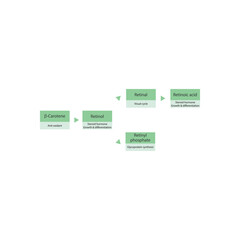 Diagram showing roles of  β Carotene, retinol, retinal and retinoic acid in the body - visual cycle, anti oxidant, glycoprotein synthesis and steroid hormone.green color.