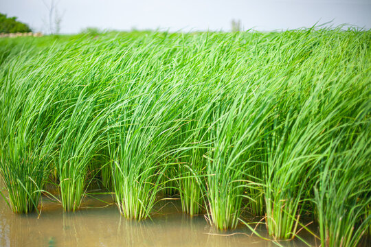 Image of green rice plants in Vietnam