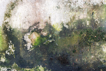 Green moss and rain stains on cement wall
