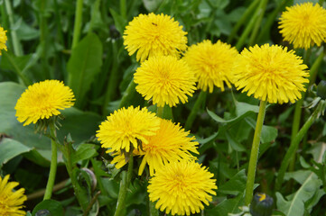 Meadow with yellow dandelion flowers in green grass close-up in summer.