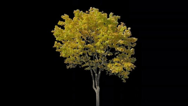Lush autumn tree with yellow leaves against black background. Essence of fall and nature transition season. Tree isolated plant on wind with alpha channel and vibrant foliage highlight change seasons.