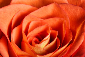 Makro nahaufnahme einer roten Rose. Rosenblüte, Blütenkopf Bildfüllend, vollformat.