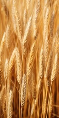 Dried Grass Texture Background in a Wheat Field. Natural Brown Agriculture Grain Plant