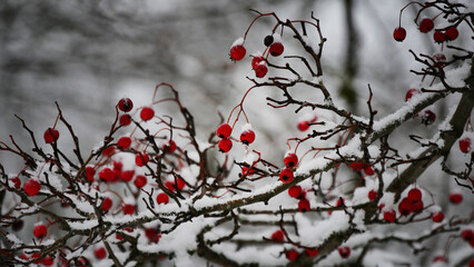Winter, red berries on a branch