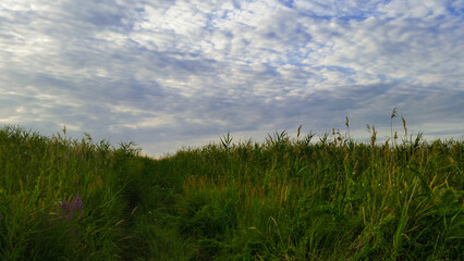 Nature. Grass and cloudy sky