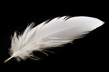 Feather Isolated on Black Background. Soft and Fluffy White Swan Feather with Delicate Wing Detail
