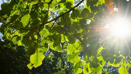 Obraz premium sun shining through trees