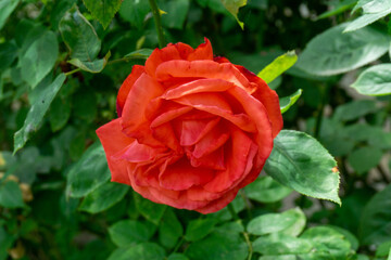 Red rose blossom in the garden. Green leaves around on background.
