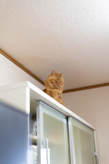 食器棚の上でくつろぐ猫　茶トラ猫