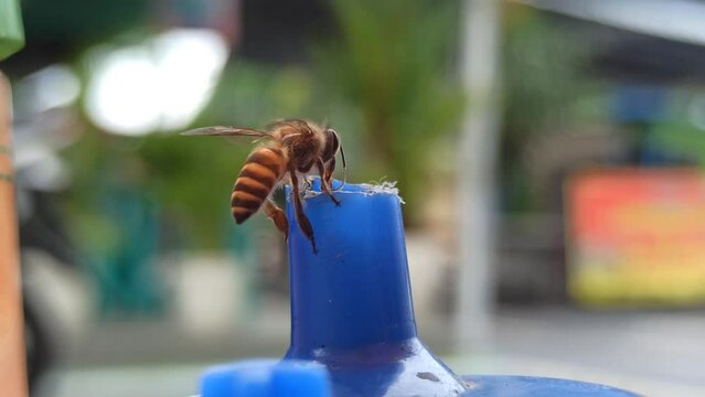 The bee landed on the tip of a soy sauce bottle