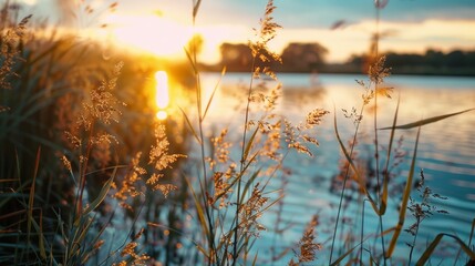 As the warm sun sets over the calm lake, the tall phragmites sway gently in the gentle breeze, reflecting the vibrant colors of the sky onto the still water, creating a picturesque outdoor scene - obrazy, fototapety, plakaty