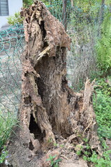 tree trunk with roots