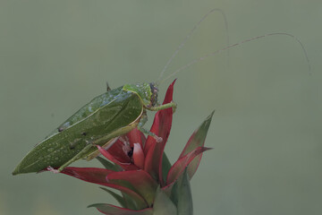 A green bush cricket is eating pineapple flowers. This insect, which is active at night, has the scientific name Arachnacris corporalis. - obrazy, fototapety, plakaty