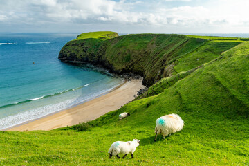 Sheep grazing near Silver Strand, a sandy beach in a sheltered, horseshoe-shaped bay, situated at...