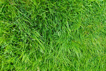 Lush uncut green grass in soft evening light. Perfect fresh lawn on summer evening. Irish nature.