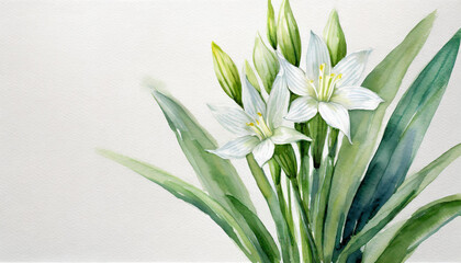 Watercolour of a Pancratium maritimum on pure white background canvas, copyspace on a side