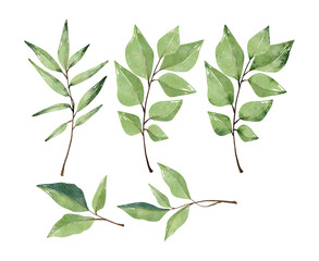 Obraz premium Watercolor leaves set. Set with floral elements and leaves.