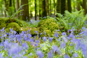 Obraz premium Bluebells in full bloom along a woodland path in Ireland. Hyacinthoides