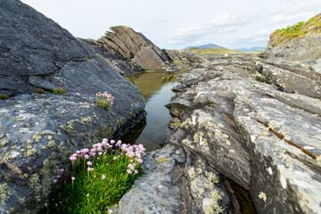 Pink thrift flowers blossoming on rough and rocky shore along famous Ring of Kerry route. Rugged coast of on Iveragh Peninsula, Ireland.