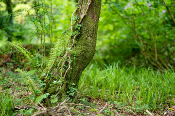 Massive pine trees with ivy growing on their trunks. Impressive woodlands of Killarney National Park, County Kerry, Ireland