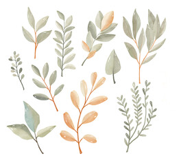 Watercolor leaves set. Set with floral elements and leaves.