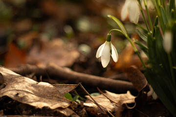 Schneeglöckchen am Abend  